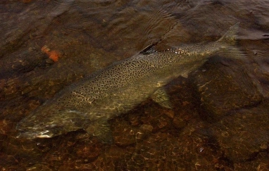 Fishing in New York Gallery Fishing in New York Gallery