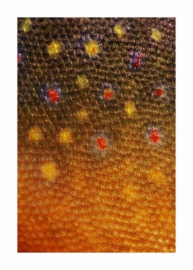 Brook trout in fighting colours Brook trout in fighting colours