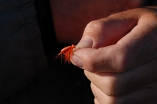 The foam beetle The foam beetle