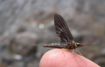 Fishing in New York Gallery Fishing in New York Gallery