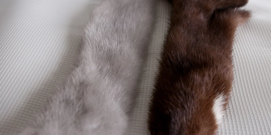 Mink skins Mink skins