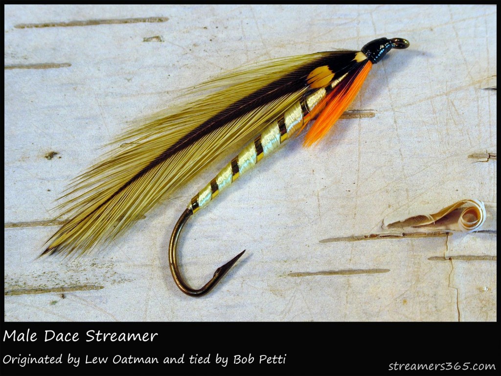 #33 Male Dace Streamer - Bob Petti #33 Male Dace Streamer - Bob Petti