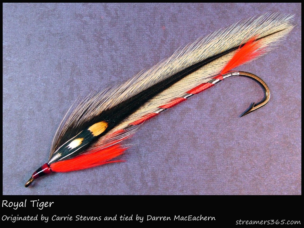 #214 Royal Tiger - Darren MacEachern