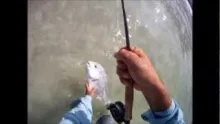 Video thumb for Bream on the flats