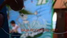 Video thumb for Baja Roosters