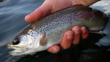 Video thumb for Spring trout in Whistler