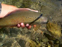 Video thumb for Fly fishing in Slovakia Part 3 - fly fishing paradise in in the heart of Europe