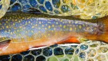Video thumb for Fly Fishing for Brook Trout in the heart of the Upper Peninsula of Michigan