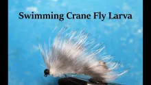Video thumb for Swimming Crane Fly Larva
