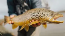 Video thumb for Fish of a lifetime! What's yours?!?