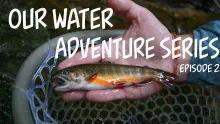Video thumb for Wild brookies in crystal clear water