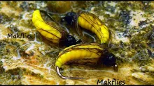 Video thumb for Caddis Larva