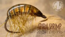 Video thumb for Spiral Shrimp