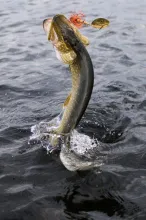 User submitted picture: dancing in the lake