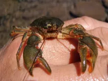 User submitted picture: A Cangrejo, protein power...