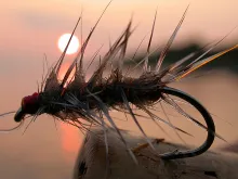 User submitted picture: A small, grey hackle fly.