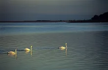User submitted picture: Swans in the evening 