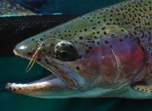 User submitted picture: Trucha head