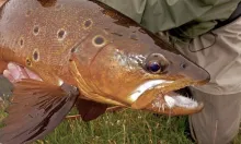 User submitted picture: Small steams, big trout, ...