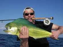 User submitted picture: Nice Dolphin from Sardini...