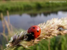 User submitted picture: Well known bug on the ban...