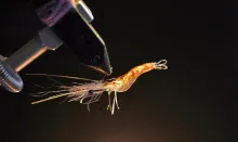User submitted picture: Magic shrimp II 