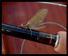 User submitted picture: >Mayfly<