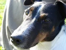 User submitted picture: My Dog in Action