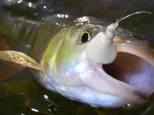 User submitted picture: nice chub taken on a Kill...