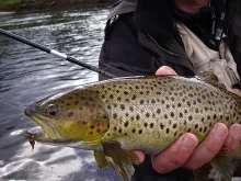 User submitted picture: Close up of a nice brown ...