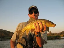 User submitted picture: Picture of a Yellowfish -...