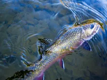 User submitted picture: Northern Maine Brookie