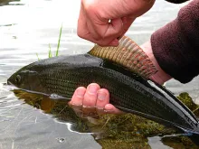 User submitted picture: Top model !! by www.guide...