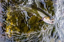 User submitted picture: Spring Fishing