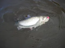 User submitted picture: rainbow trout has take th...