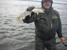 User submitted picture: Seattle Sea Run Cutthroat...