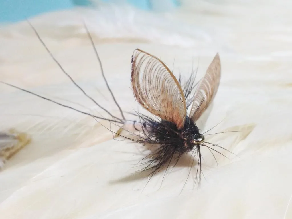 User submitted picture: Catskill Mayfly