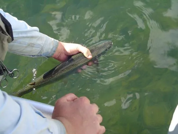 User submitted picture: Nice Chilean Rainbow back...
