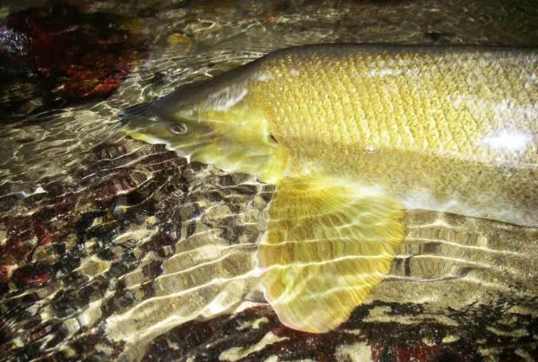 User submitted picture: Barbeau Basque Country