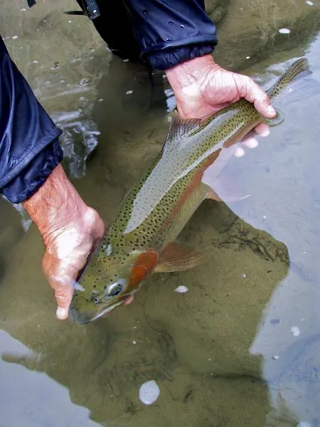 User submitted picture: releasing a New Zealand r...