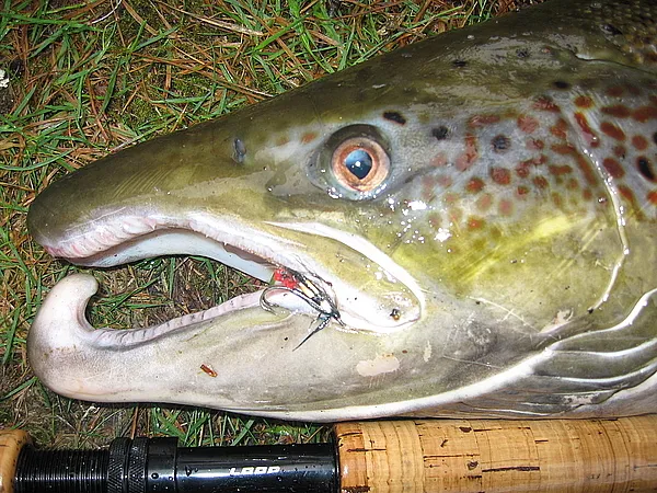 User submitted picture: 19 pound salmon from Fust...