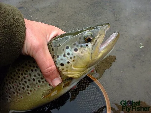 User submitted picture: A nice Beaverkill brown t...