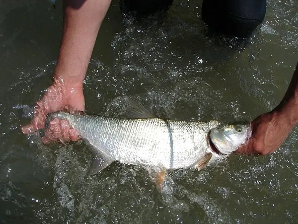 User submitted picture: Release the Asp