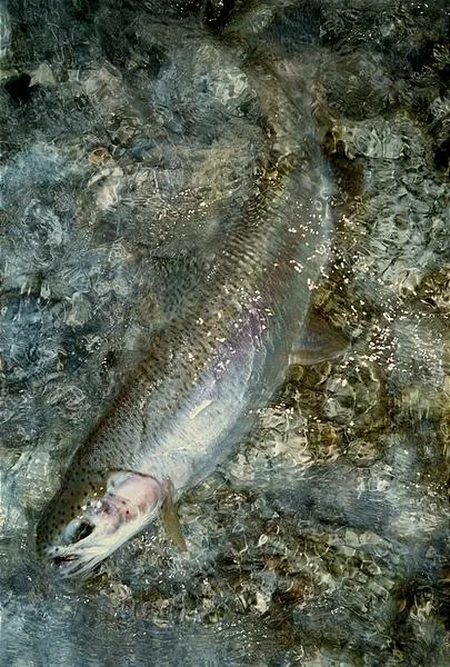 User submitted picture: Rio Traful rainbow trout.