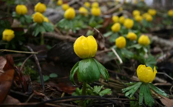 User submitted picture: Picture taken a day with ...