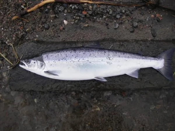 User submitted picture: Fresh Salmon from 800 Met...