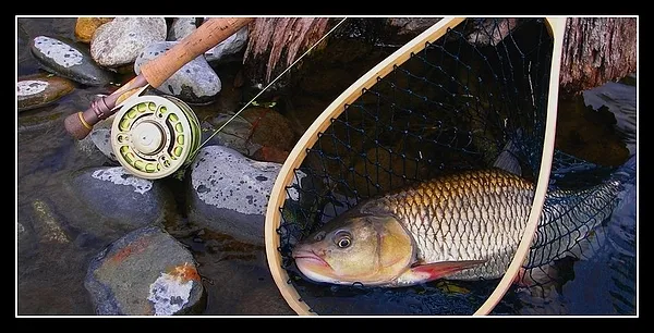 User submitted picture: chubb of the "gave de Pa...