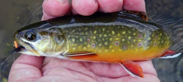 User submitted picture: Brook Trout.  A typical j...