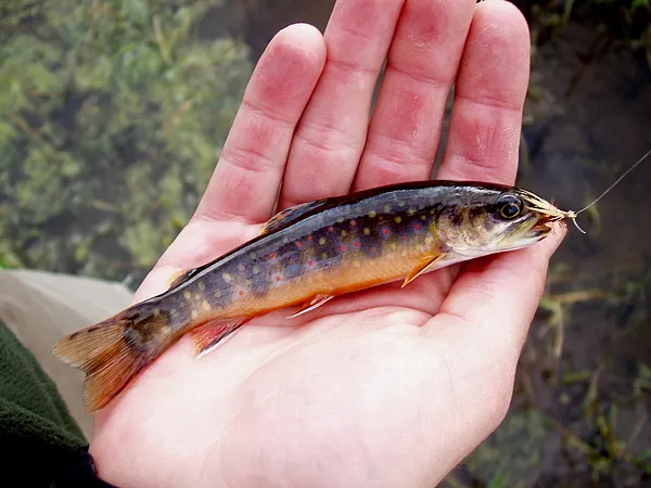 User submitted picture: Brook Trout