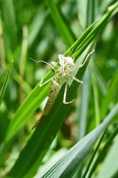 User submitted picture: Damselfly shuck on bank-s...